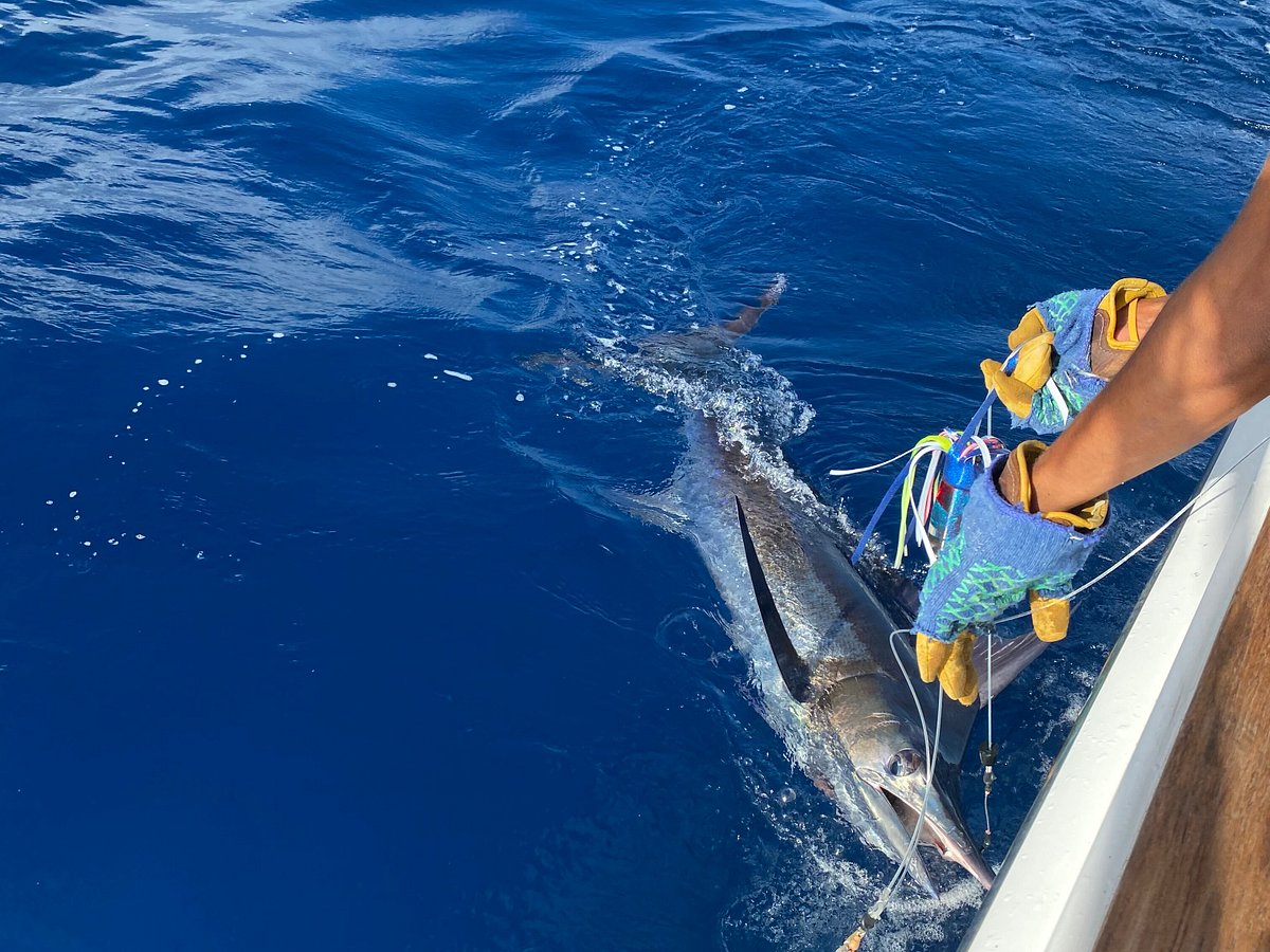 Fishing adventures hat marlin - Gem