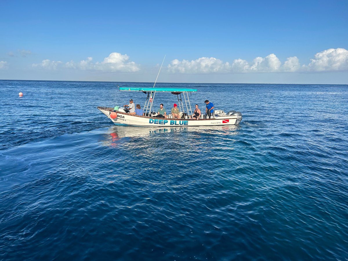 Introducir 83+ imagen deep blue scuba diving cozumel