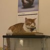 snorlaxrules01