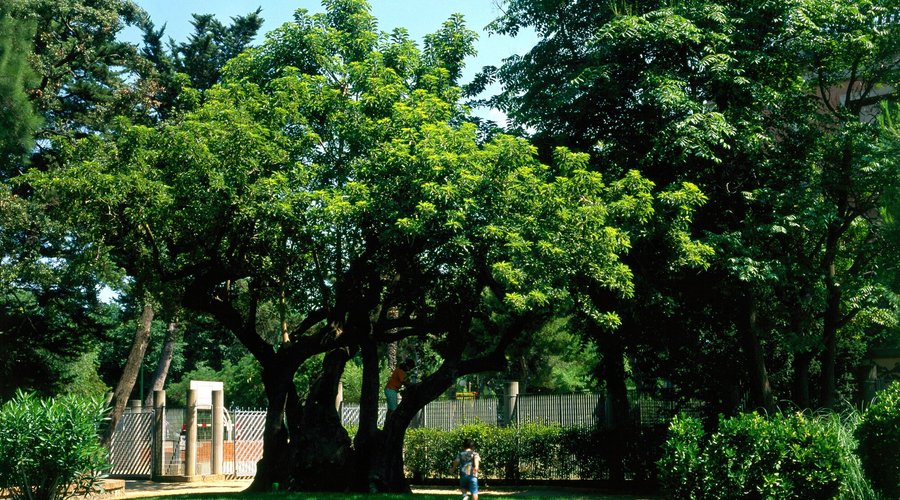 L'arbre Pota Grossa del parc Can Vidalet. Un exemplar de bellaombra (phytolacca dioica).

Foto: AMB / Ernest Costa