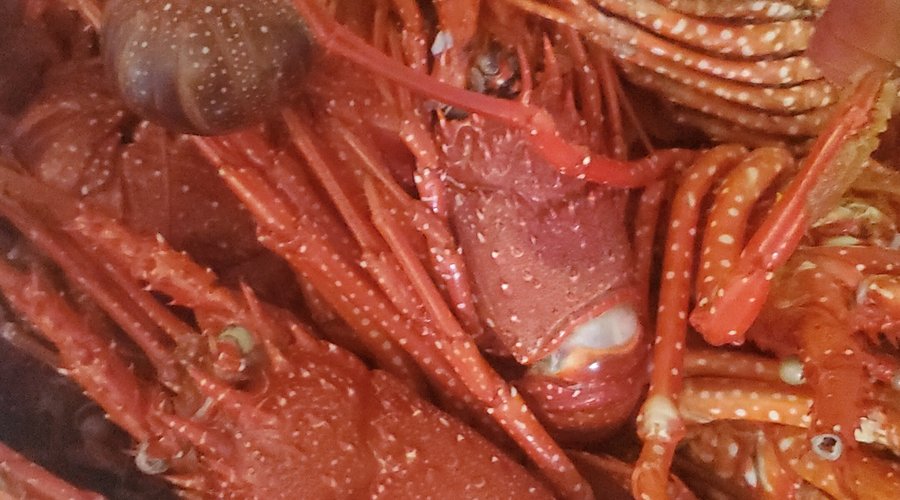 Lobster call "  Brazilian " small in size but delicious 