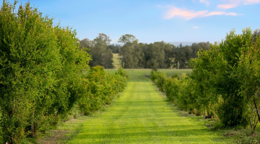 Orchard at Talga Estate