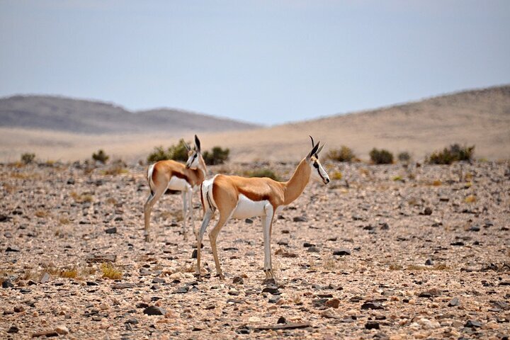 2024 Walvis Bay Namib Desert Landscape Tour   Caption 