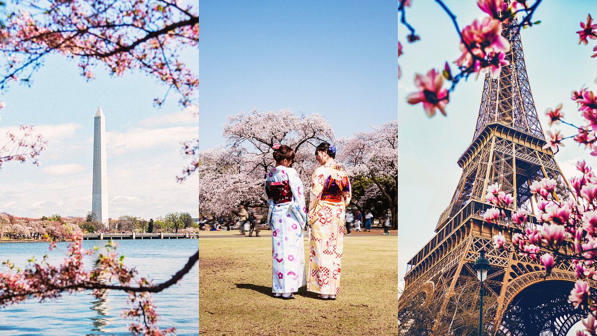 A collage featuring the Washington Monument foregrounded by cherry blossoms; two women in kimonos at a cherry blossom park in Tokyo; and cherry blossoms growing near the Eiffel Tower in Paris