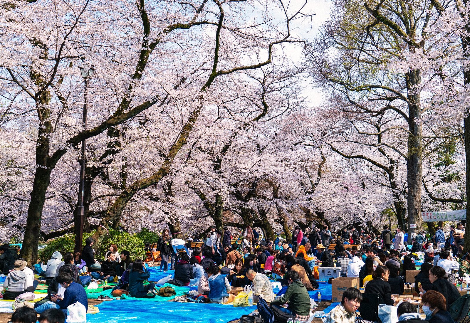 13 best places to see cherry blossoms in 2024 - Tripadvisor