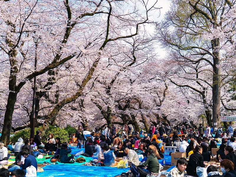 Gente que disfruta de un pícnic bajo los cerezos en flor en el parque Ueno en Tokio