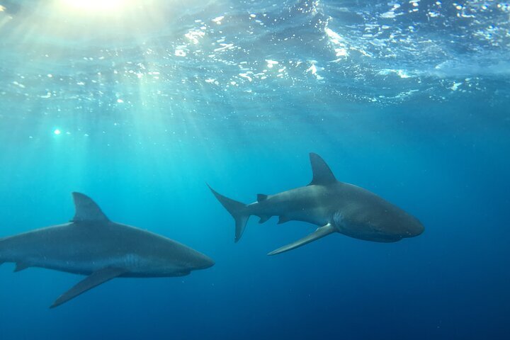 2024 Shark-Dive Tour on Oahu's North Shore