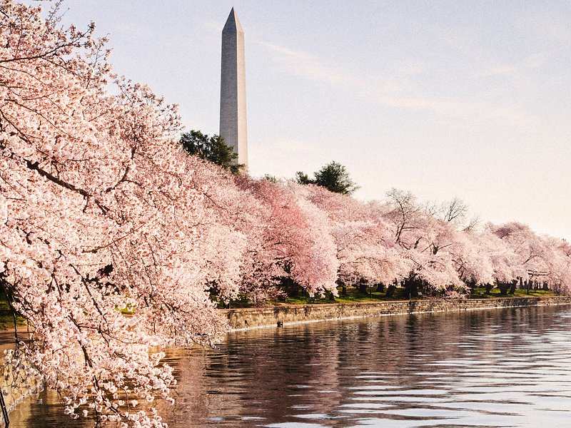 潮汐湖华盛顿纪念碑附近的簇簇樱花