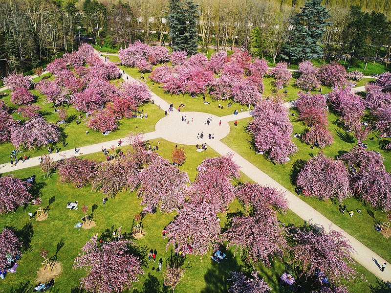 Foto panorámica hecha por un dron del famoso jardín de cerezos en flor del Parc de Sceaux, cerca de París