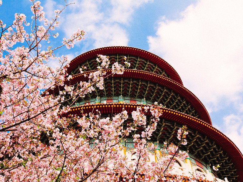 Kirsebærblomster i fuldt flor under Wuji Tianyuan-templet i Taipei
