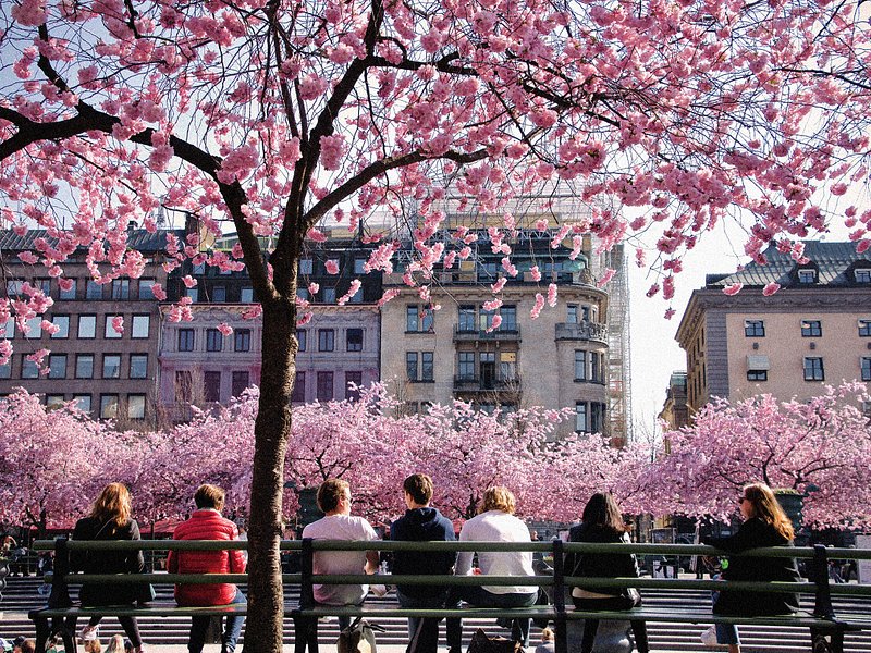 Pessoas sentadas em bancos debaixo de flores de cerejeira em Estocolmo