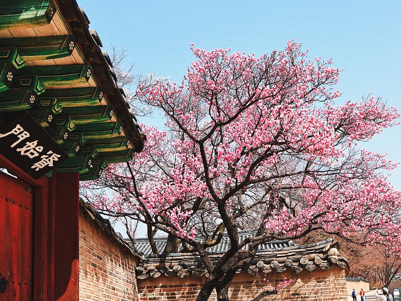 Billede fra gaden af blomstrende japansk abrikostræ uden for Changdeokgung-paladset i Seoul