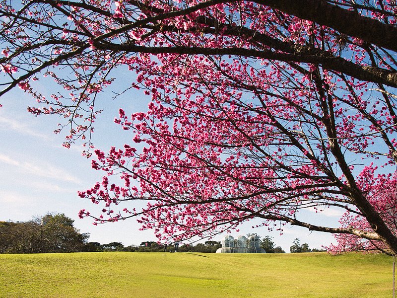 Cerezos en flor en el jardín botánico de Curitiba, en el sur de Brasil