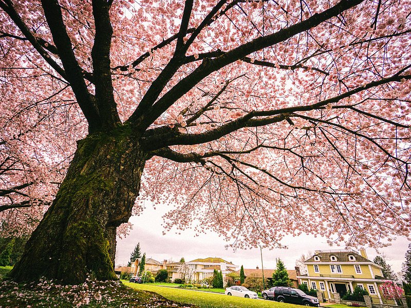 Vista di un ciliegio gigantesco in piena fioritura nel Queen Elizabeth Park, a Vancouver