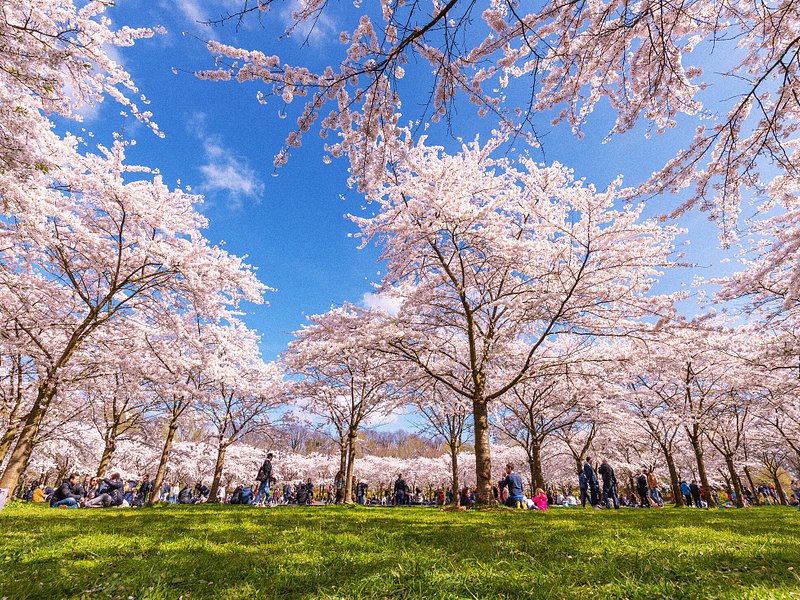 Locais e viajantes a fazerem um piquenique no parque de cerejeiras em flor na Floresta de Amesterdão