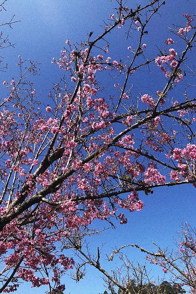 Sakura merah muda tumbuh rimbun di dahan pohon