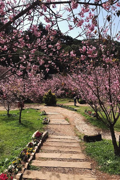 Cherry blossom trees lining a path at Parque das Cerejeira in São Paulo, Brazil