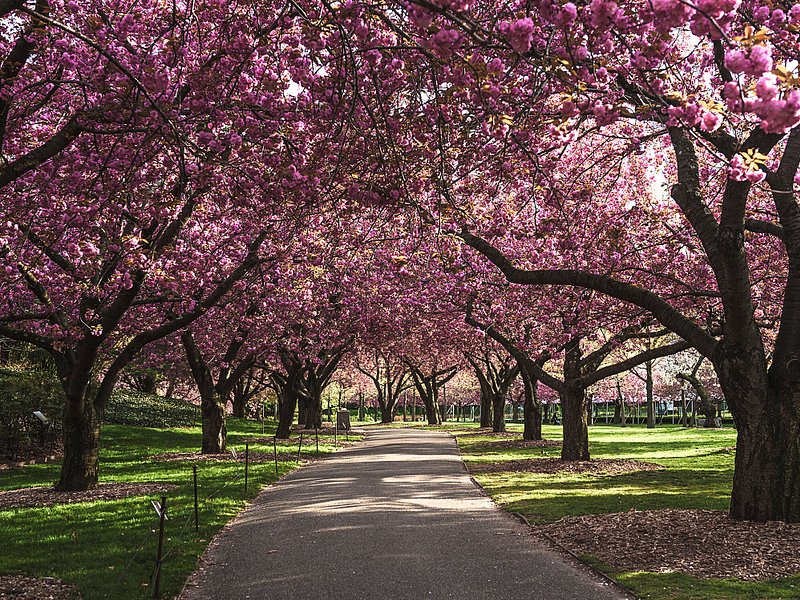 Sebuah jalan setapak dengan deretan pohon sakura di Kebun Raya Brooklyn, New York