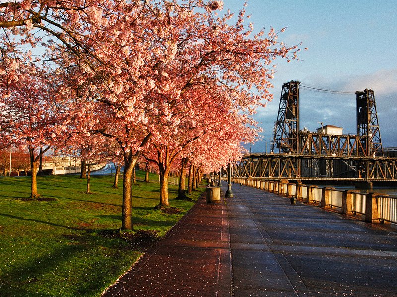 Blühende Kirschbäume bei Sonnenaufgang an der Promenade im Tom McCall Waterfront Park in Portland, Oregon