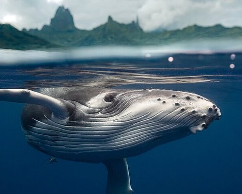 whale watching tour moorea