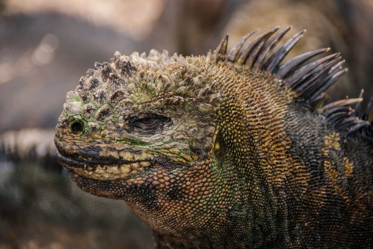 Galapagos Destiny (Galapagos Islands, Ecuador): Address, Phone Number ...