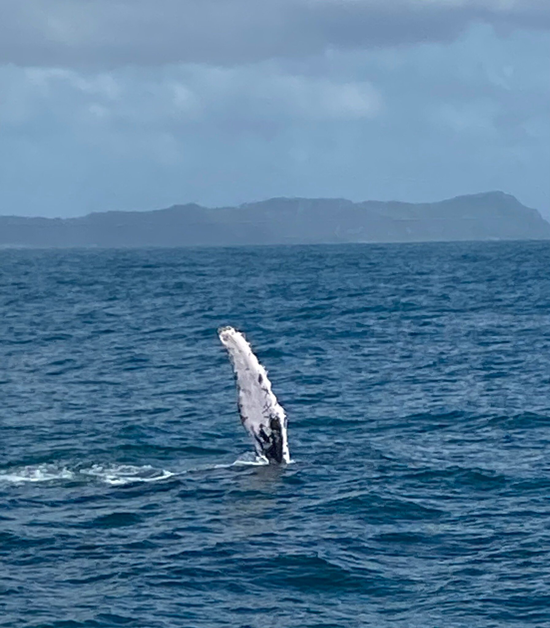 Whale Samana foto