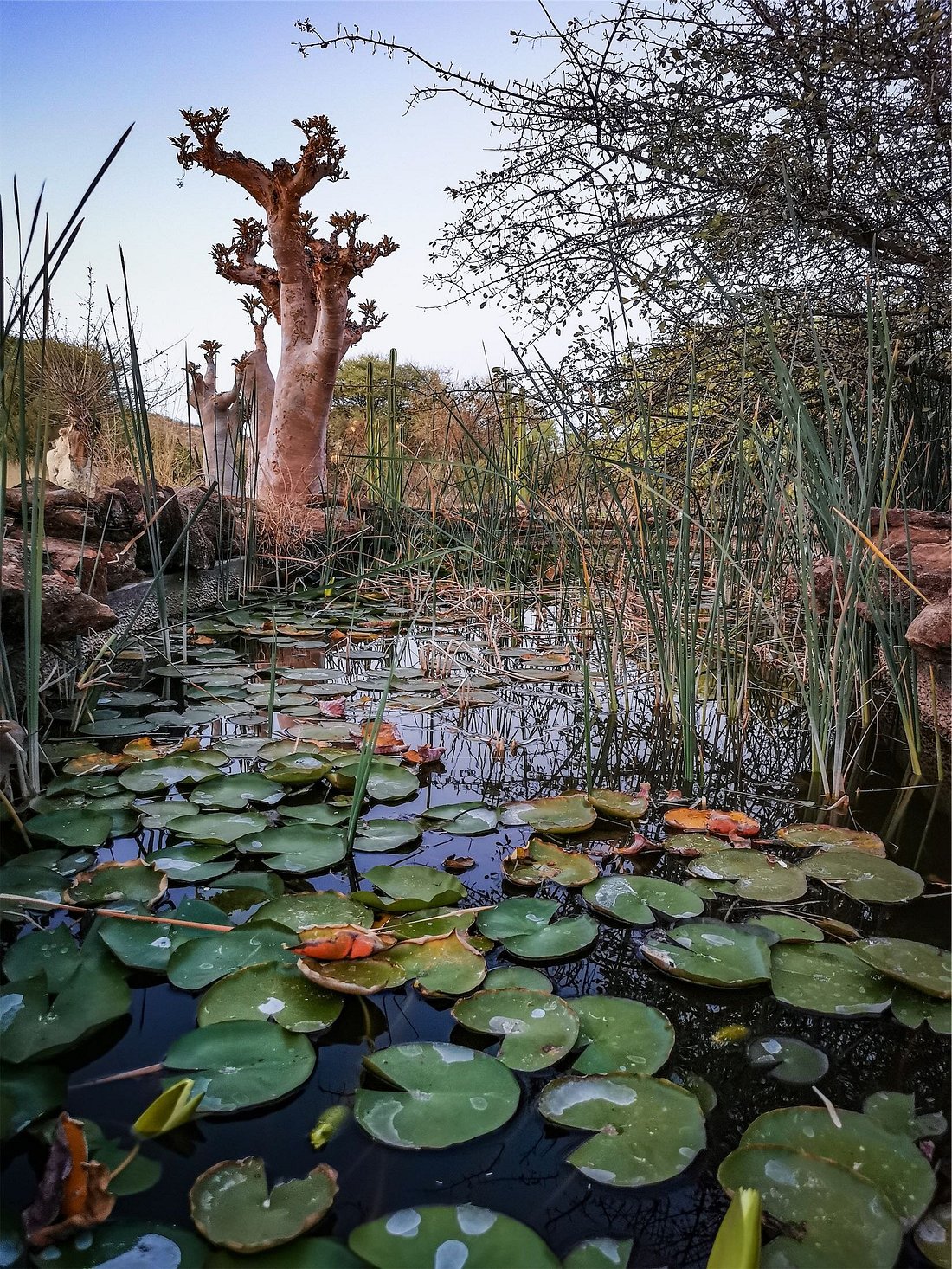 ohorongo safaris