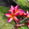 AmbraFiore