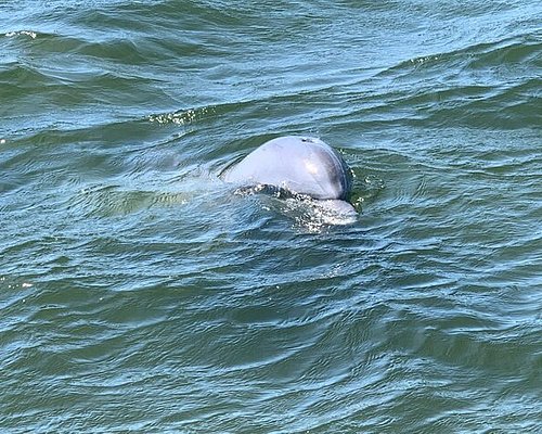 THE 10 BEST Anna Maria Island Whale Watching & Dolphin Tours