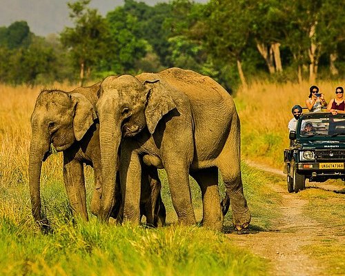 Jim Corbett Weekend Tour: Ultimate Wildlife Adventure Awaits Jim Corbett Weekend Tour: Ultimate Wildlife Adventure Awaits
