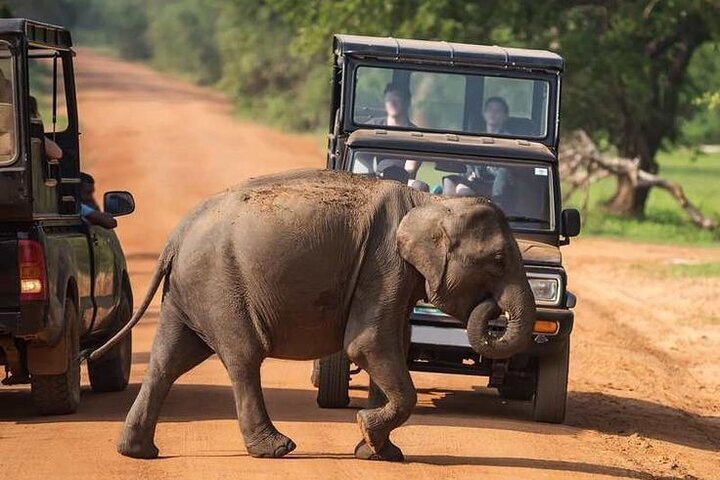 Tripadvisor | Udawalawe National Park Door Ajith Safari Aangeboden Door ...