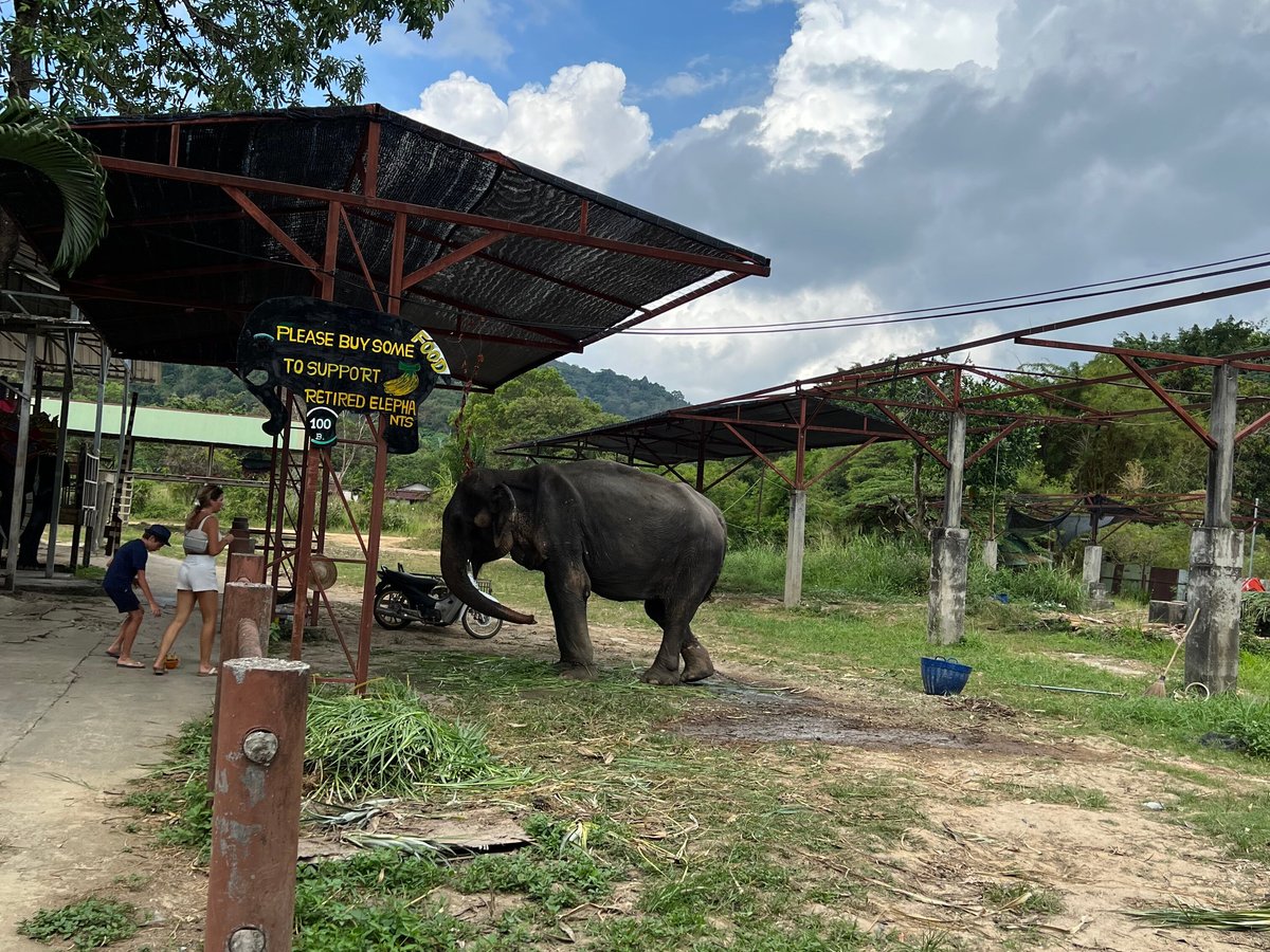 Kinnaree Elephant Trekking Tours, Раваи: лучшие советы перед посещением -  Tripadvisor