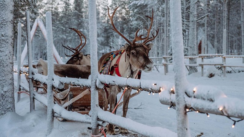 Reindeer at the Santa Claus village in Rovaniemi, Finland