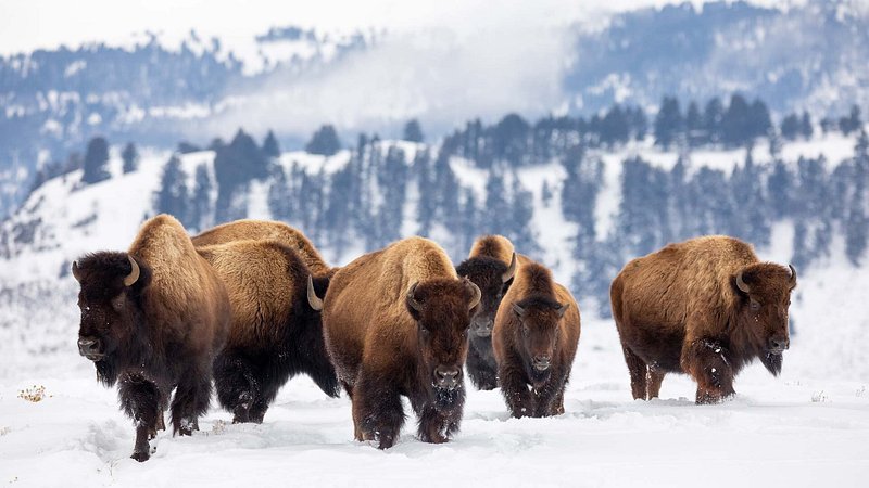 Herd of bison in Yellowstone National Park