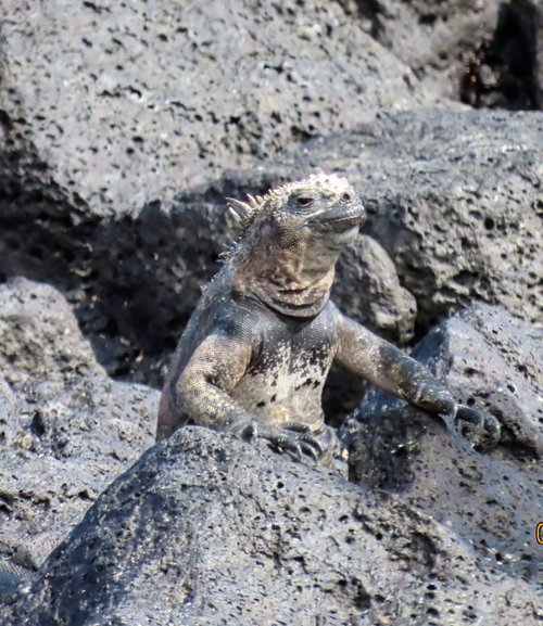 ROYAL PALM GALAPAGOS, CURIO COLLECTION HOTEL BY HILTON - Updated 2023 ...