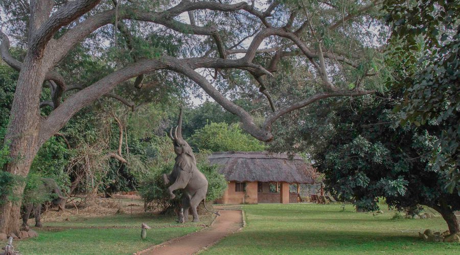 Walkway to bar and restaurant at Track and Trail River camp in South Luangwa - Zambia