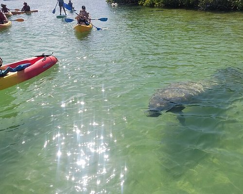 kayaking tours in miami