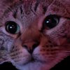 Tinamv713