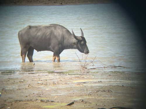 Udawalawe National Park review images