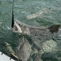 2023 Shark and Wildlife Viewing Adventure in Key West