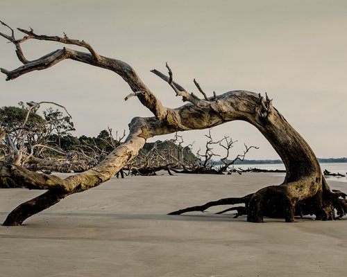 ‪Driftwood Beach‬