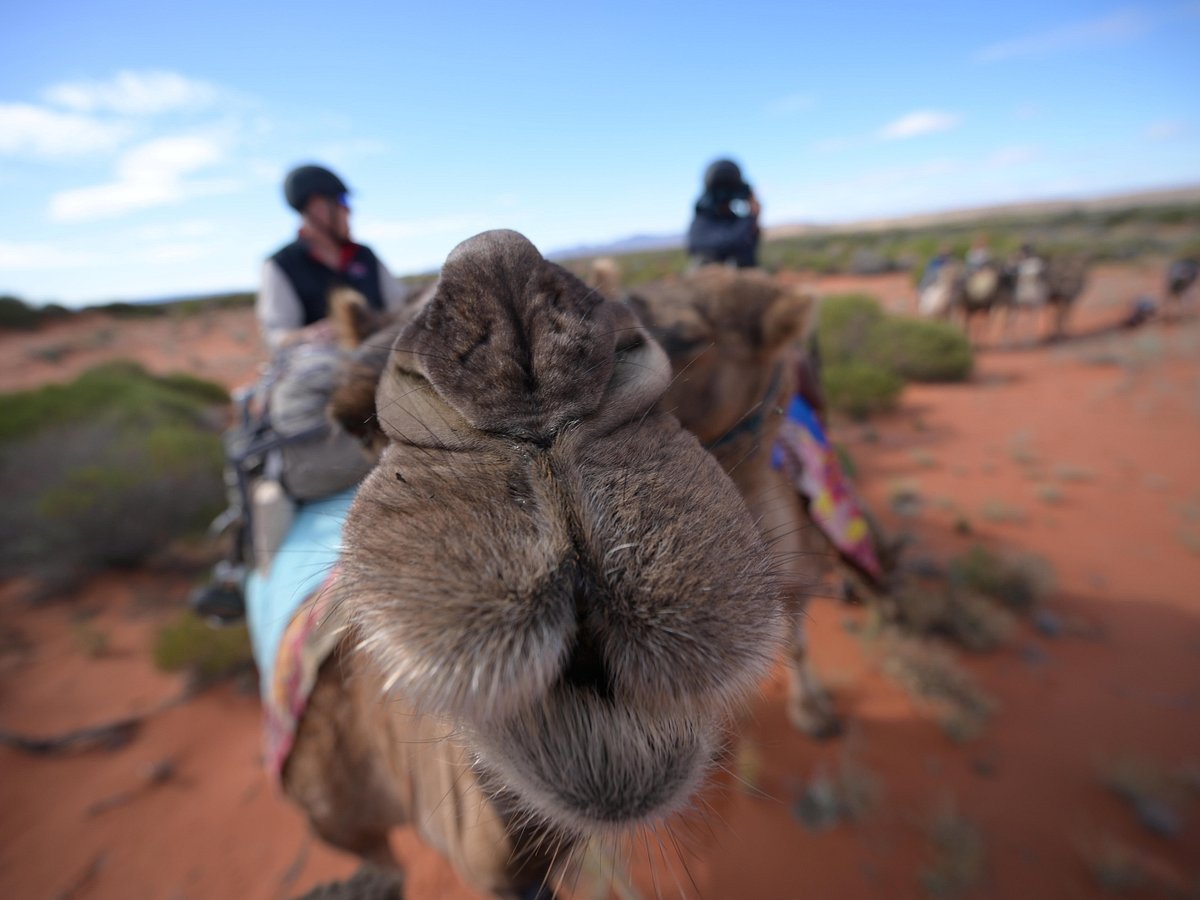 camel tours south australia