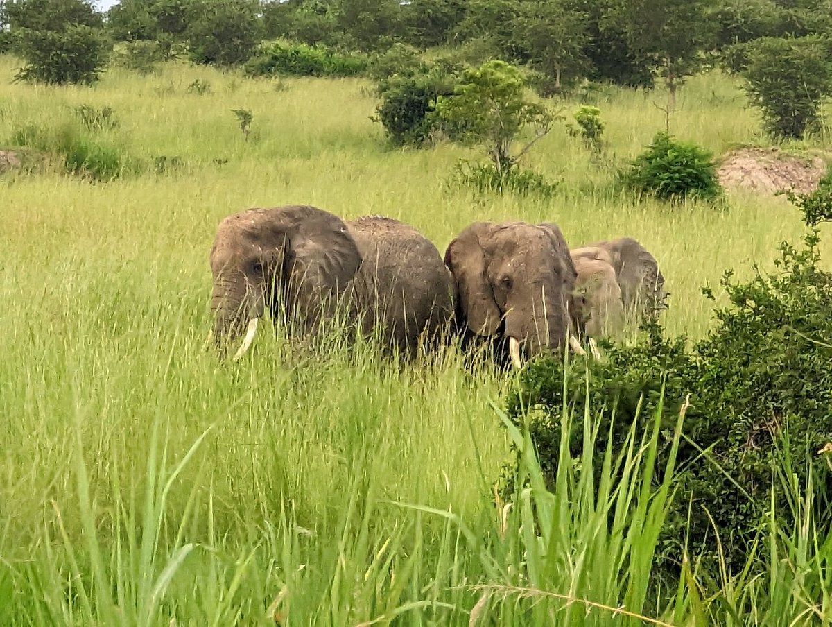 Lulu Safaris, Uganda (Kampala) - 2023 Alles Wat U Moet Weten Voordat Je Gaat - Tripadvisor