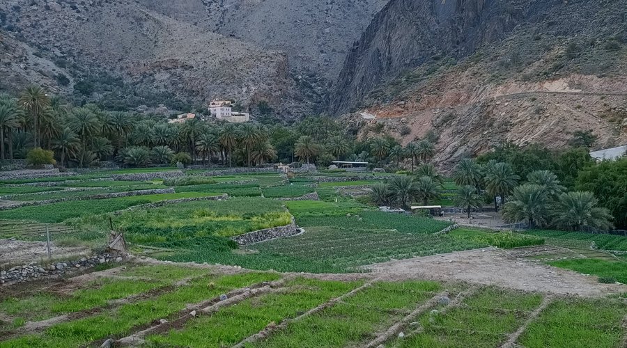 Well kept plots of weed plants adjoining the village. Among the closest, we were able to distinguish crops of rice and onions.