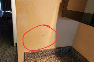 Hair and tampon string at the top of the shower wall - Picture of Quality  Inn & Suites, Mobile - Tripadvisor