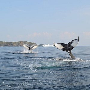 top places to visit newfoundland