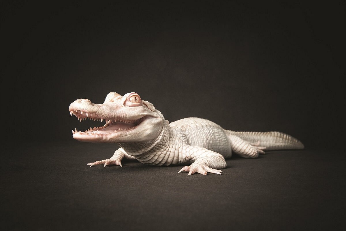 Albino crocodile  Crocodile animal, Rare animals, Animals beautiful