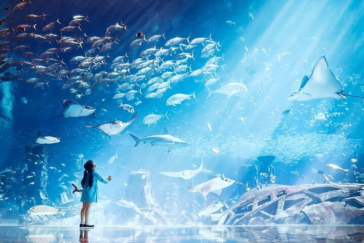 2024 アトランティス ロスト チェンバー水族館 ドバイ、提供元：Al Nahdi Travel and Tourism | アラブ首長国連邦 -  Tripadvisor