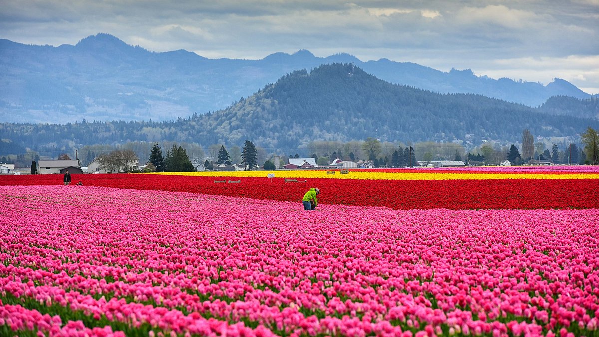 Campo de tulipas no Vale de Skagit, Washington