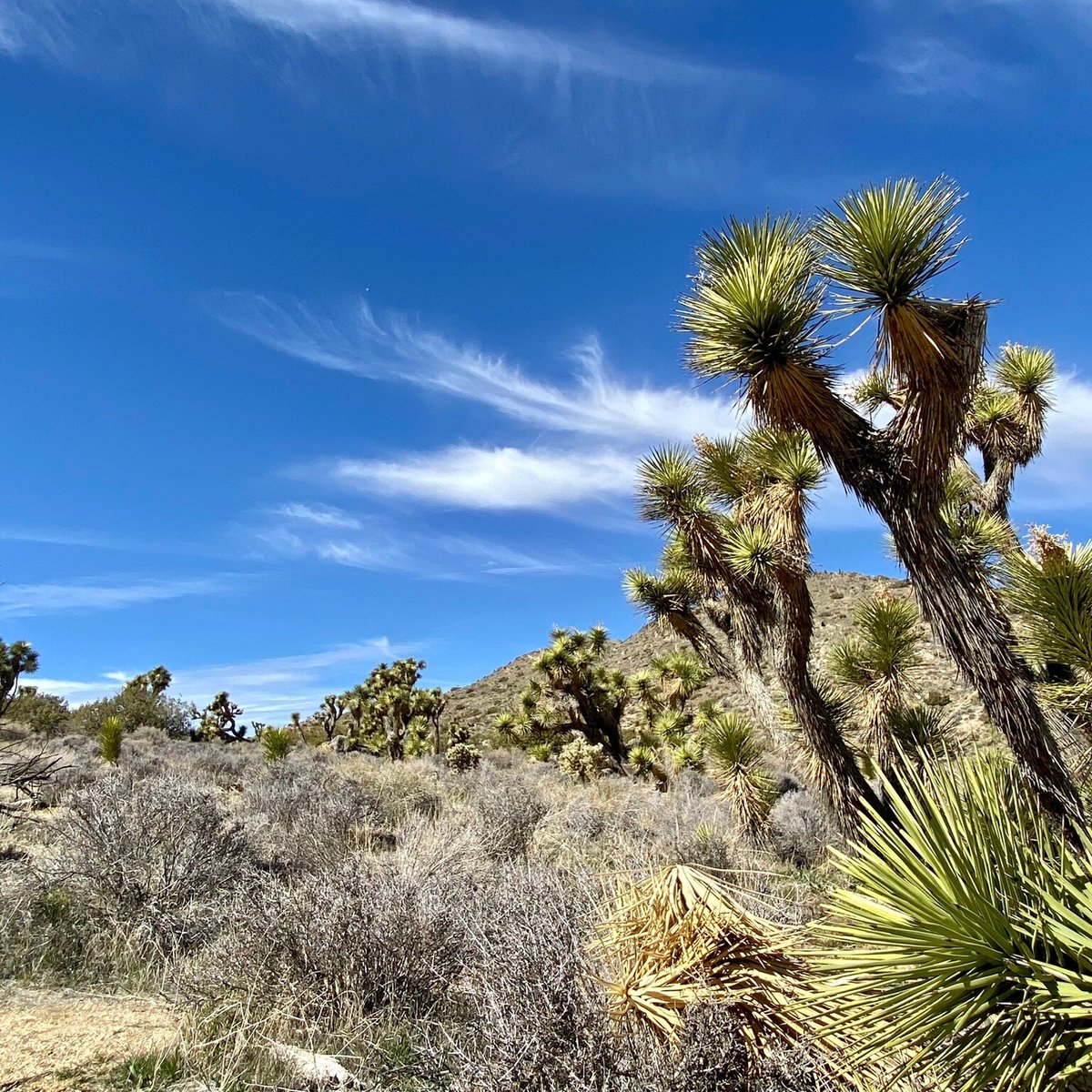 Joshua Tree National Park: лучшие советы перед посещением - Tripadvisor